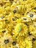 生态怀菊花|温县怀菊 生态情怀|崔永利农场基地直发 商品缩略图3