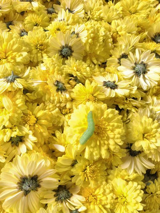 生态怀菊花|温县怀菊 生态情怀|崔永利农场基地直发 商品图3