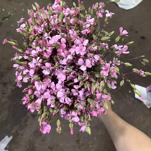 麦仙翁粉色一扎 商品图0