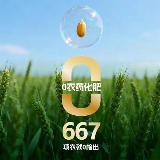 丨有机丨手拉面 高塔儿梁 内蒙旱作 商品图3