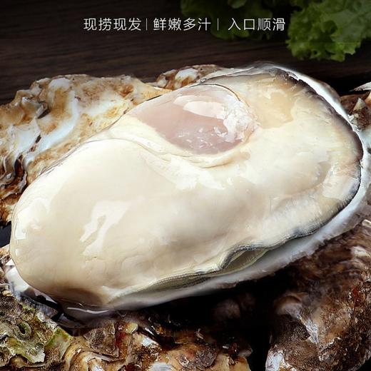 顺丰发货！贝司令 乳山生蚝 4斤-5斤 出口级品质 新鲜现捞 肥美多汁 ASC认证 乳山地标认证 鲜甜不腥 商品图5