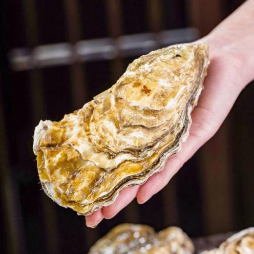 顺丰发货！贝司令 乳山生蚝 4斤-5斤 出口级品质 新鲜现捞 肥美多汁 ASC认证 乳山地标认证 鲜甜不腥 商品图9