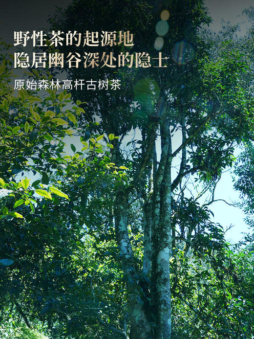 5月7日中午12点【蟒蛇箐高杆】2026年头春头采蟒蛇箐高杆预定藏匿深山的瑰宝五棵大高杆单采单制，250克/箱 商品图3