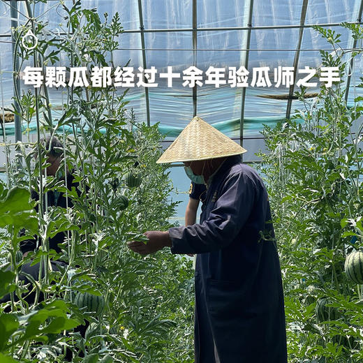 5天内发货 企鹅市集|山东 彩虹冰淇淋西瓜 绿标/黑标/金标可选 立体式种植方式 细腻酥脆 红黄橘多色彩虹色 水果 商品图4