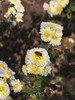 生态怀菊花|温县怀菊 生态情怀|崔永利农场基地直发 商品缩略图6