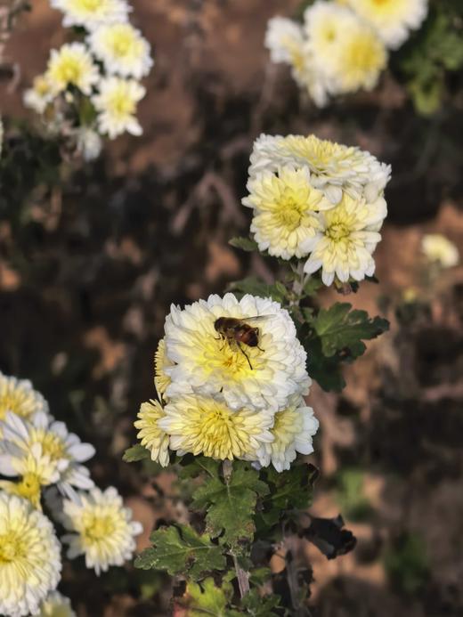 生态怀菊花|温县怀菊 生态情怀|崔永利农场基地直发 商品图6