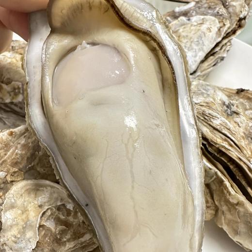 顺丰发货！贝司令 乳山生蚝 4斤-5斤 出口级品质 新鲜现捞 肥美多汁 ASC认证 乳山地标认证 鲜甜不腥 商品图10