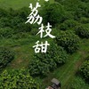 小郑农场 妃子笑 荔枝 商品缩略图3