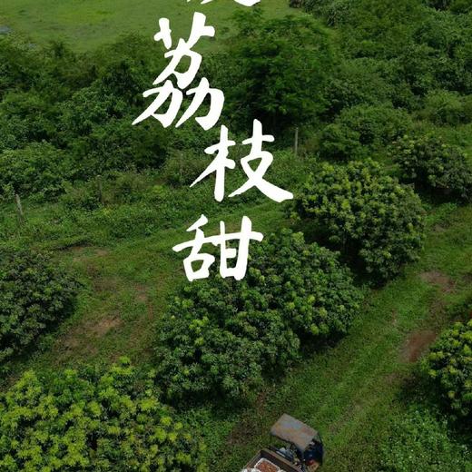 小郑农场 妃子笑 荔枝 商品图3