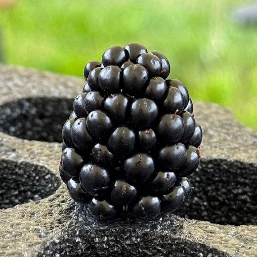 【排单发货】极客黑莓丨花青素含量高，酸甜适中，香气浓郁，汁水丰富，略有籽感，介意慎拍。⭐顺丰空运 商品图1