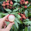 小郑农场 妃子笑 荔枝 商品缩略图0