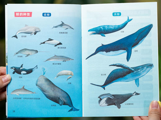 《超酷大脑》礼盒装（全50册）| 3-12岁儿童科普“性价比之wang”，60年老字号科普品牌，畅销980万册，专家学者盖章Ren zheng，da师级的科普通识课堂 商品图5