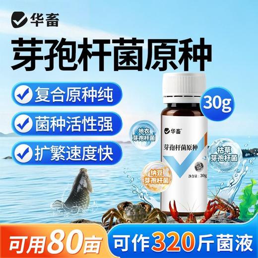 华畜水产养殖鱼虾芽孢杆菌原种调水净水增氧稳水平衡降解亚硝酸盐 商品图0