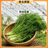 密云新鲜茴香 350g  伴馅鲜嫩味浓   每日现拔 商品缩略图0