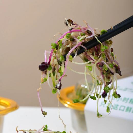 宝力芽 Boleeyah 活水芽苗  活水循环系统历经120小时精心培育，0农残、0防腐、0色素、0蔗糖。产品由中国人保PICC承保 商品图4