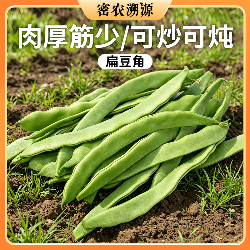 密云现摘扁豆角400g   口感鲜嫩   适合炒丝 农家宽扁豆角