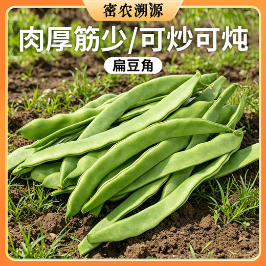 密云现摘扁豆角400g   口感鲜嫩   适合炒丝 农家宽扁豆角 商品图0