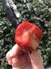 【顺丰/京东】后院有机认证丹东草莓，放心给孩子吃的安全草莓 ，多年严格古法种植，真有机，还原草莓本味基地直邮 商品缩略图2