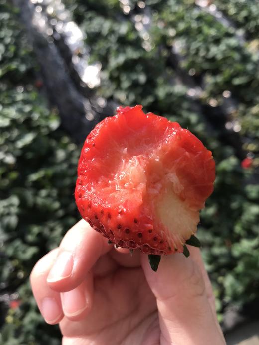 【顺丰/京东】后院有机认证丹东草莓，放心给孩子吃的安全草莓 ，多年严格古法种植，真有机，还原草莓本味基地直邮 商品图2