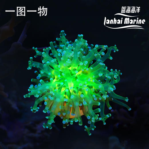 人工金绿蛙卵 商品图0