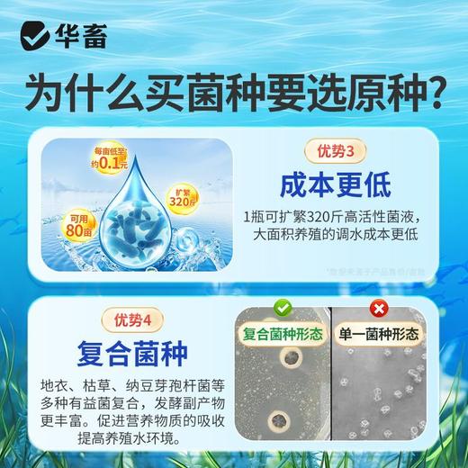 华畜水产养殖鱼虾芽孢杆菌原种调水净水增氧稳水平衡降解亚硝酸盐 商品图3