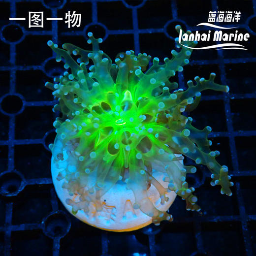 人工金绿蛙卵 商品图1