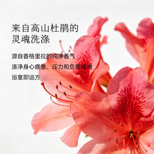 枕草子杜鹃玫瑰沐浴磨砂精油膏 水润+油养丝滑与弹嫩同时进行 商品图4