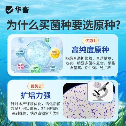华畜水产养殖鱼虾芽孢杆菌原种调水净水增氧稳水平衡降解亚硝酸盐 商品图2