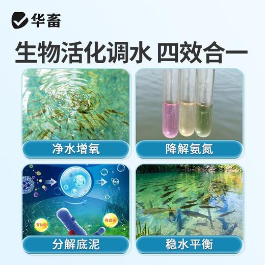 华畜水产养殖鱼虾芽孢杆菌原种调水净水增氧稳水平衡降解亚硝酸盐 商品图4