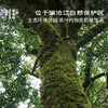 古木荫·2020白莺山熟普 | 100g原叶 | 熟普类 | 进阶原叶系列 商品缩略图1