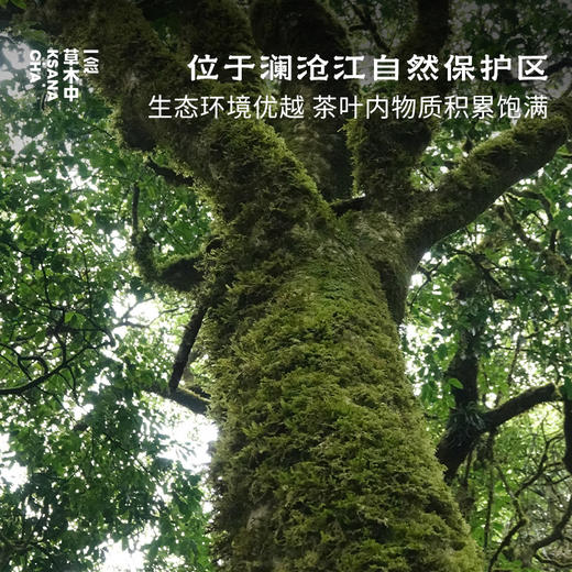 古木荫·2020白莺山熟普 | 100g原叶 | 熟普类 | 进阶原叶系列 商品图1