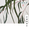 柠檬桉醇芳香防护喷雾/驱蚊液（成都仓库-顺丰快递）|100ml/瓶，来自广东中山，生产者：旗溪【合作生产，公平贸易】 商品缩略图5