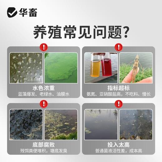 华畜水产养殖鱼虾芽孢杆菌原种调水净水增氧稳水平衡降解亚硝酸盐 商品图1