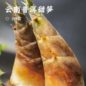 云南普洱甜笋 | 产自云南普洱深山 新鲜现挖可以生吃的水果笋 含大量纤维素回甜无渣 爽口鲜脆 无渣回甜