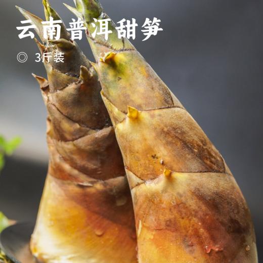 云南普洱甜笋 | 产自云南普洱深山 新鲜现挖可以生吃的水果笋 含大量纤维素回甜无渣 爽口鲜脆 无渣回甜 商品图0