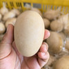 【限时福利❗ ❗ 】即食卤鹅蛋|山林散养鹅蛋，先卤后蒸，鲜香入味，咸淡适中，鲜而不腥，配料干净，开袋即食，8只装，16只装⭐️顺丰快递 商品缩略图6