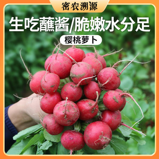 密云现拔樱桃萝卜300g 水嫩多汁  爽脆可口   带缨发货 商品图0