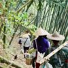 【2026年采摘新茶】杭州野放茶园龙井茶 100g  绿茶  一芽一叶 荒野韵味 生态龙井  夏天喝 自然清凉 商品缩略图8