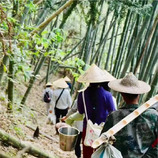 【2026年采摘新茶】杭州野放茶园龙井茶 100g  绿茶  一芽一叶 荒野韵味 生态龙井  夏天喝 自然清凉 商品图8