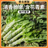 密云现砍紫叶香笋3斤  火锅食材   口感清香莴笋青笋 商品缩略图0