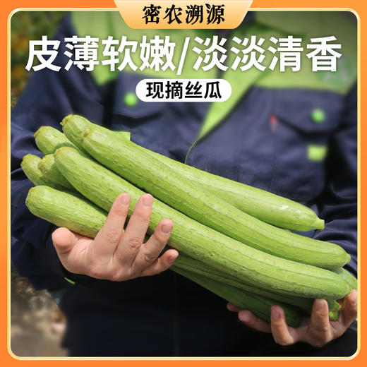 密云现摘丝瓜 1斤  皮薄肉厚  肉质嫩香 鲜嫩炒鸡蛋炒肉软滑清香 商品图0