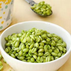 顺丰发货！年年念念 青麦仁 100g*6袋 全胚芽富硒谷物 颗颗饱满多汁 自带清甜麦香 饱腹感强 鲜嫩爆浆 可煮可炒