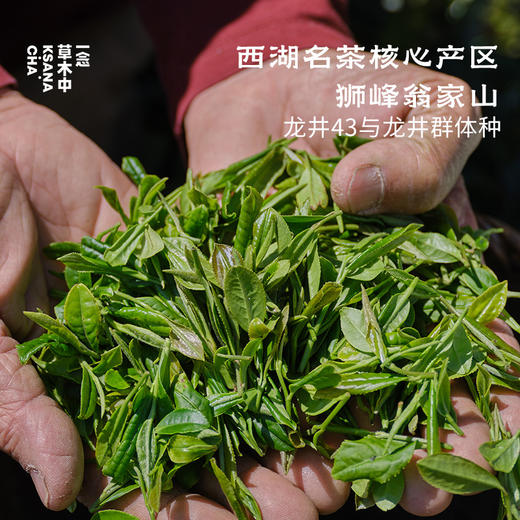 西子春·冷萃龙井 | 自在茶系列 | 2.5g*7包 | 绿茶类 商品图1