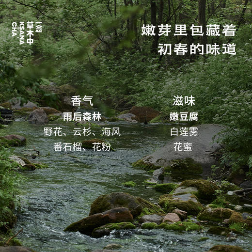 【新茶补货】2026春野绒针·白毫银针 | 私房清饮系列 | 50g原叶 | 白茶类 商品图3