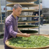【2026年采摘新茶】杭州野放茶园龙井茶 100g  绿茶  一芽一叶 荒野韵味 生态龙井  夏天喝 自然清凉 商品缩略图7
