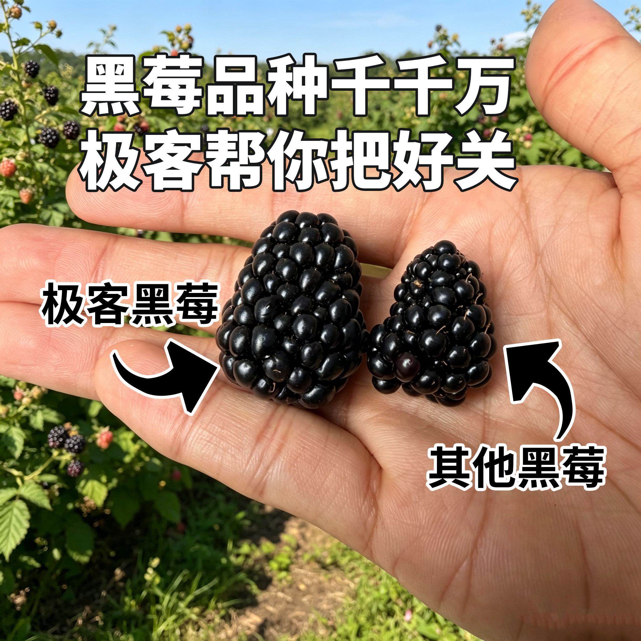 【排单发货】极客黑莓丨花青素含量高，酸甜适中，香气浓郁，汁水丰富，略有籽感，介意慎拍。⭐顺丰空运