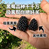 【排单发货】极客黑莓丨花青素含量高，酸甜适中，香气浓郁，汁水丰富，略有籽感，介意慎拍。⭐顺丰空运 商品缩略图0