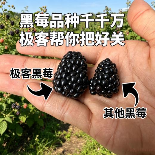 【排单发货】极客黑莓丨花青素含量高，酸甜适中，香气浓郁，汁水丰富，略有籽感，介意慎拍。⭐顺丰空运 商品图0