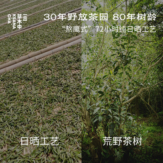 【新茶补货】2026春野绒针·白毫银针 | 私房清饮系列 | 50g原叶 | 白茶类 商品图1