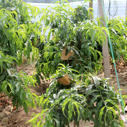 密云新鲜现摘大棚黄油蟠桃 1斤 脆甜多汁 桃味浓郁 商品图2